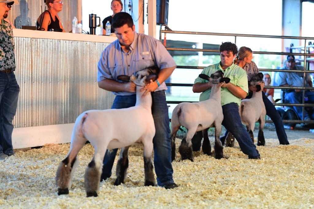 4H/FFA Sheep - The Boone County Fair